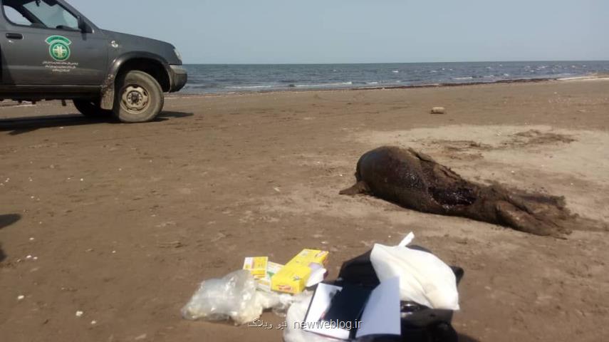 لاشه 2 فک خزری در سواحل بندرکیاشهر پیدا شد