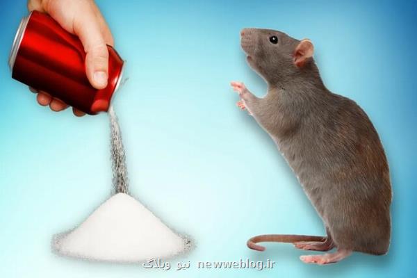 صدمه شدید مغزی موش ها بعد از ۲ ماه نوشیدن نوشابه