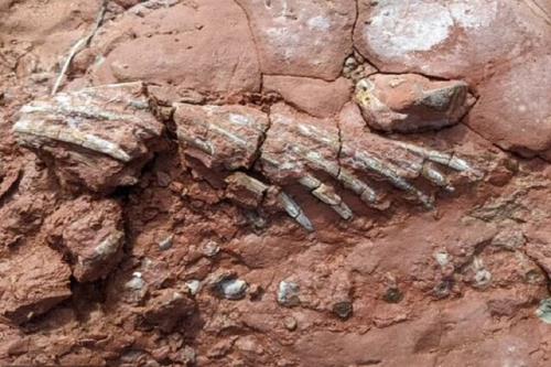 کشف فسیل جانوری ناشناخته قدیمی تر از دایناسورها!