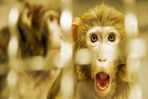 چین به دنبال ارسال میمون به ایستگاه فضایی برای تولید مثل
