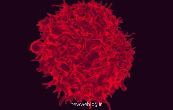 واکسن جدید سرطان تومورهای موش ها را کوچک کرد