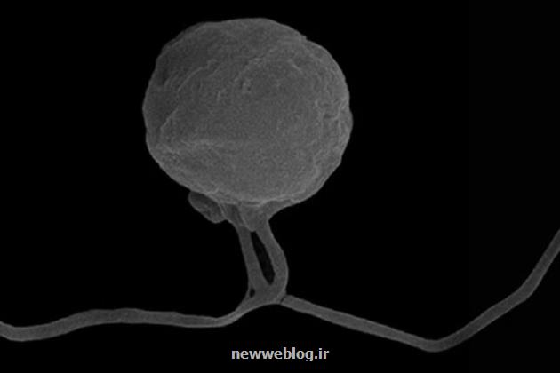 شاخه جدیدی از درخت زندگی کشف شد