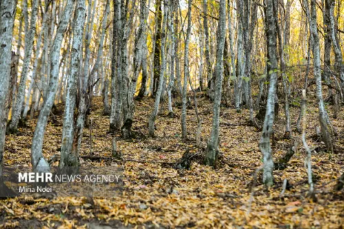 نشست کارگروه ملی طبیعت گردی با محور حفاظت و توسعه پایدار انجام شد