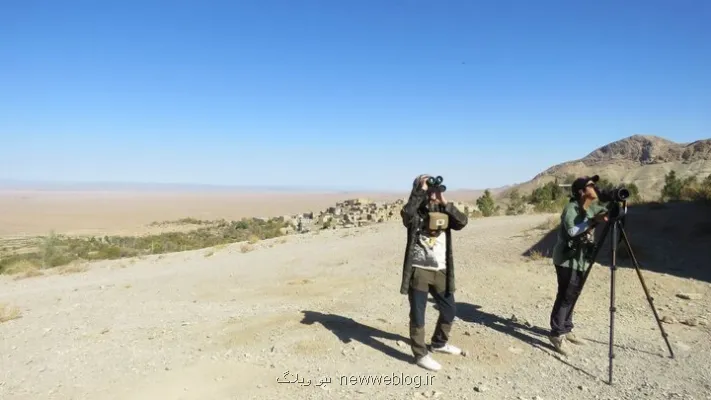 پرندگان شکاری در روستای قلعه بالای بیارجمند پایش می شوند