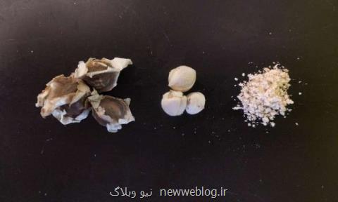 تصفیه آب با استفاده از دانه یك گیاه!