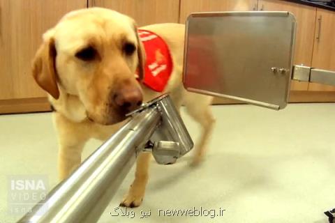 ویدئو، سگ ها این بیماری ها را تشخیص می دهند