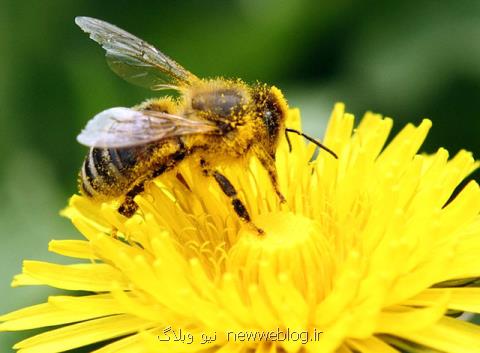 اولین واكسن برای محافظت از زنبورهای عسل تولید شد
