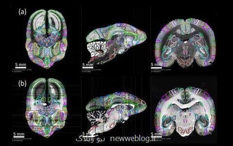 درك اتصالات نورونی با نقشه برداری از مغز میمون