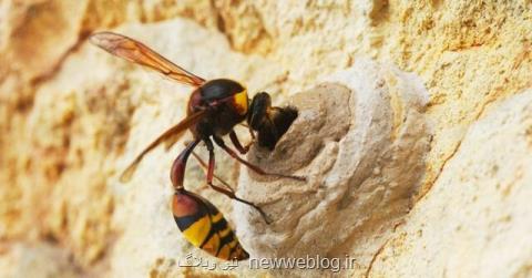 زنبورهای كاغذی نخستین بی مهرگان دارای منطق هستند