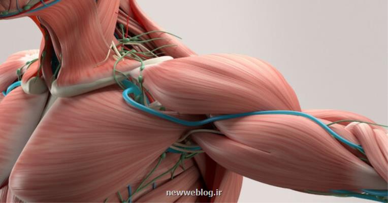 ساخت عضلات مصنوعی قویتر از عضلات انسانی