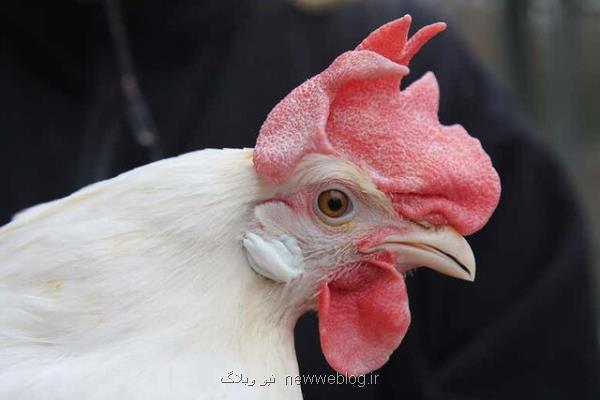 مرغ های اصلاح شده ژنتیكی در مقابل ویروس مقاوم شدند