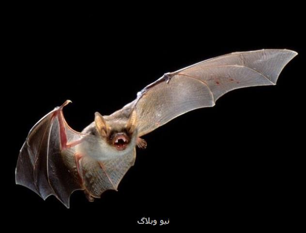 خفاش ها هم فاصله گیری اجتماعی را رعایت می كنند!