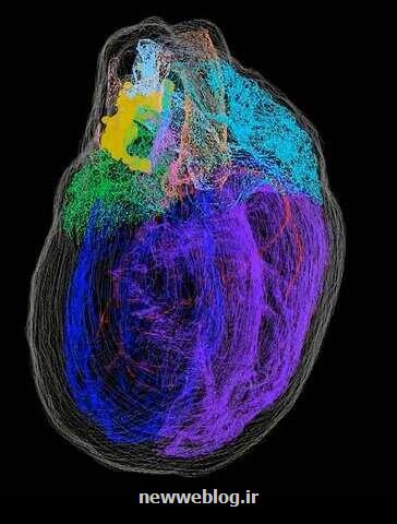 اولین نقشه ۳بعدی از نورون های قلب ارائه شد