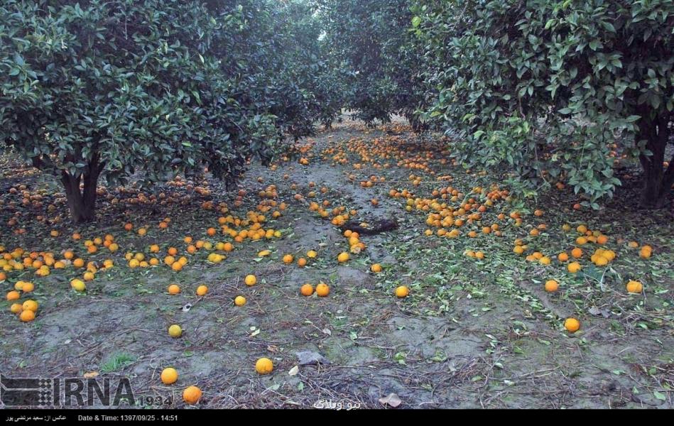 صنایع تبدیلی كشاورزی مازندران فرصت فراموش شده تولید و اشتغال