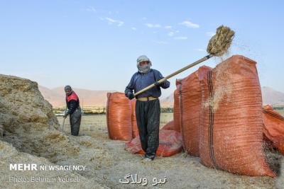 پیش بینی 29 هزار میلیارد تومان اعتبار برای خرید امسال گندم