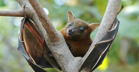 شیوع یك ویروس دیگر از خفاش ها برای نخستین بار در اروپا