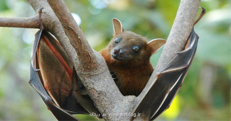 شیوع یك ویروس دیگر از خفاش ها برای نخستین بار در اروپا